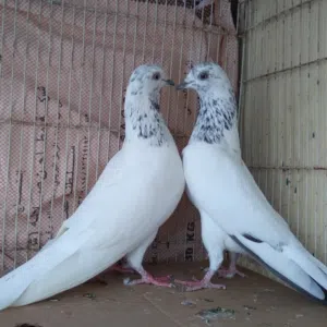 سبحان الله 