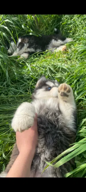 جروه هاسكي عمر 45 يوم أعلى صنف للبيع