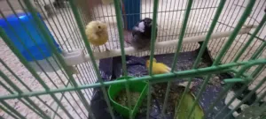 بلبل ذكر و زوج طيور. كناري
