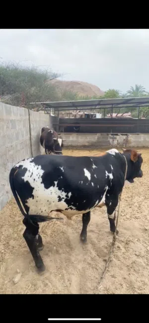 ثيران ظفاريه