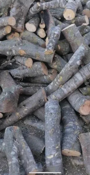 حطب زيتون ناشف