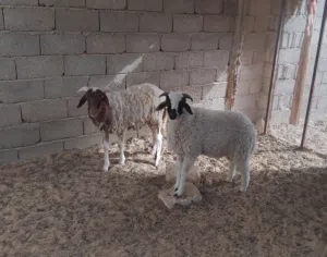 بسم الله توكلنا على الله 2 خرفان للبيع ب 3200 دينار واحد عمره 5 شهور والثاني 7 شهور الزاوية