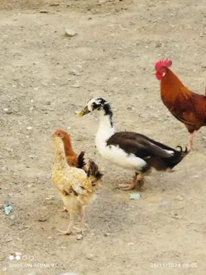 طير 