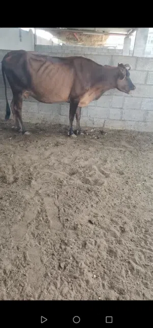 بقره تهجين