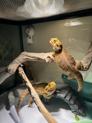 Other Animals0