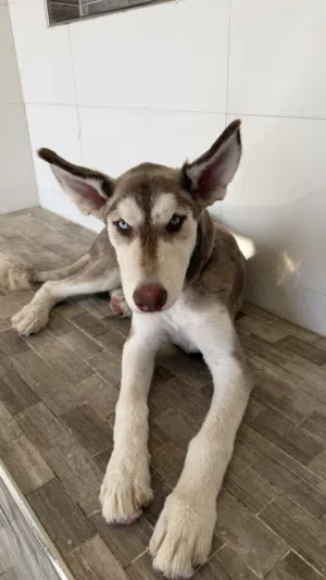 Female malamute husky