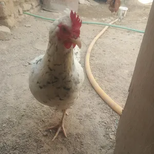 Chickens0