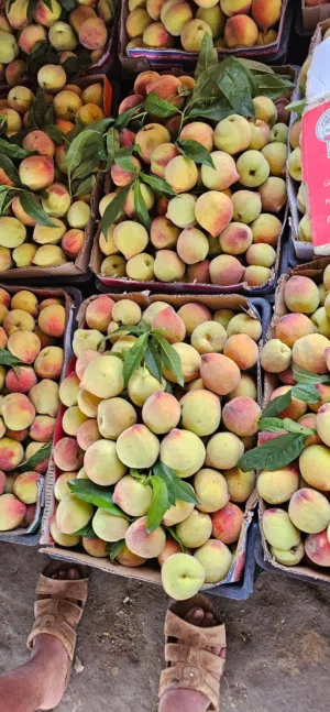 خوخ ممتاز على الشرط