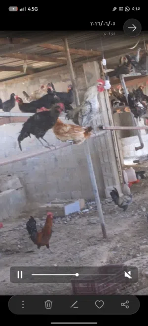 ديوك بلدية ديك بلدي