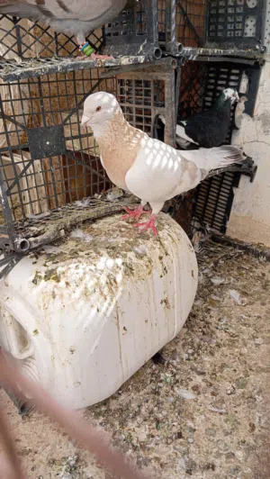 حمام للبيع تنضيف سطح