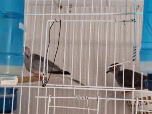 نوع طيور زوج السعر 130