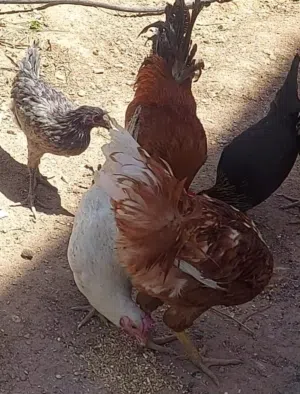 دجاج + فراخ + ديك
