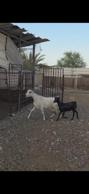 شاه صوماليه الحجم الكبير ومعها تيس مشروع فحل