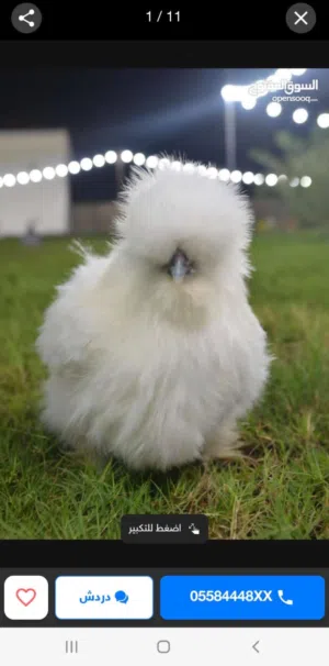 دجاج سلكي مميز