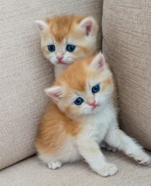 قطط برتش شنشـيلا NY12 بيور فاخرة Premium British Shorthair Chinchilla NY12 Kittens