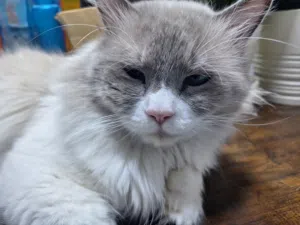 Siamese and himalayan mixbreed cat for sale