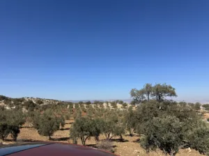 Farm Land for Sale in Zarqa Al-Alouk