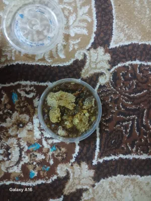عسسل ابو طويق فيه نسبه اعشاب وبرم سمر