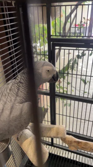 للبيع كاسيكو