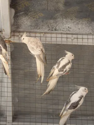 للبيع ازواج كوكتيل منتج بعضهم عندهم بيض ملقح