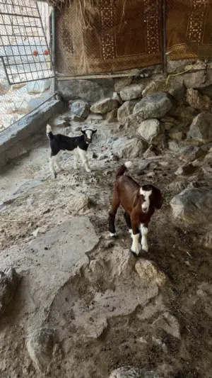 تيس وصخله العمر شهر ونص