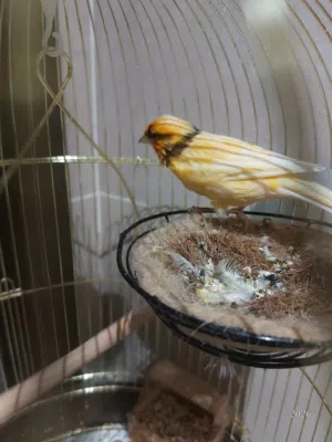 Canary ( Male)