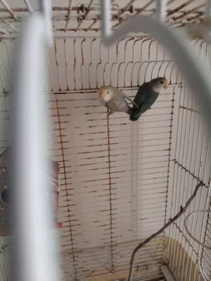 ببغاء الروز البركاديلو