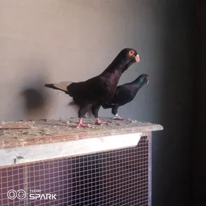 Pigeons3