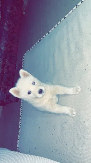 Samoyed puppy for sale