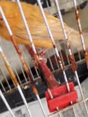 طيره كنار موردي صافي محجله وجوز ومجموعه طيور ملطشه