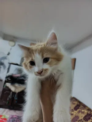 بسس شيرازي