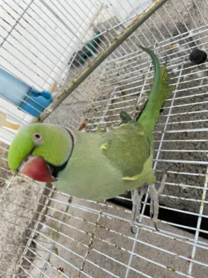 ببغاء دره متكلم