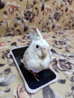 كوكتيل اليف وايت فيس tame cockatiel bird