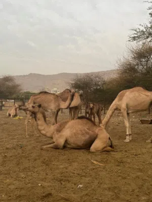 جمال بمختلف الأحجام و الاسعار
