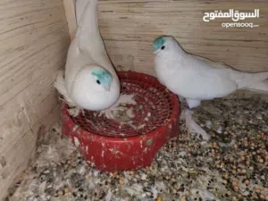 متاح كمبك اصلم