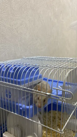 هامستر سوري العمر شهر ونص