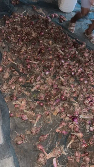 بصل عماني احمر