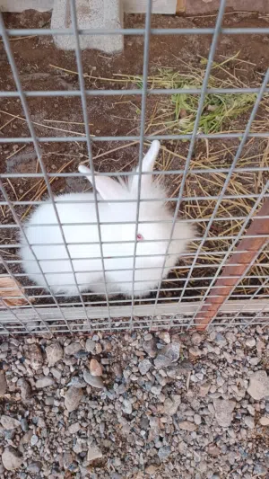 ارنب. ذكر لبيع.  نوعه فرنسي