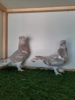 Pigeons0
