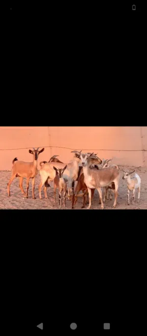 للبيع معز غزال العدد 9
