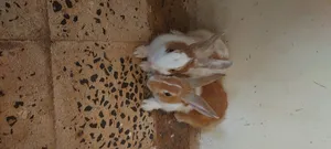 Rabbits0
