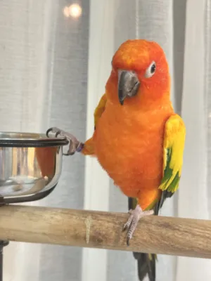Cun conure