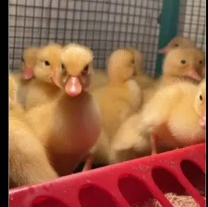 صيصان بطه أليف