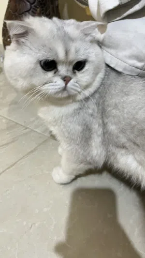 قط سكوتش للبيع قابل للتفاوض