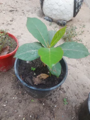 للبيع شجرة لوز