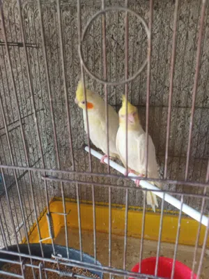 طيور كوكتيل مخاليف