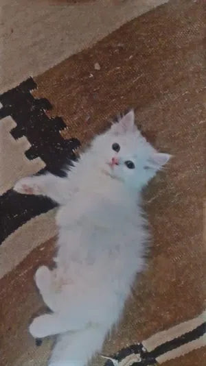 قطط شيرازي للبيع