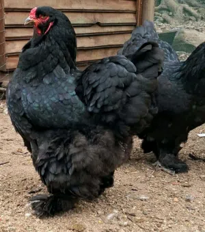 دجاج براهمة