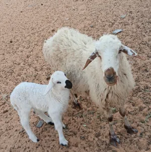نعجه والده ربي يبارك
