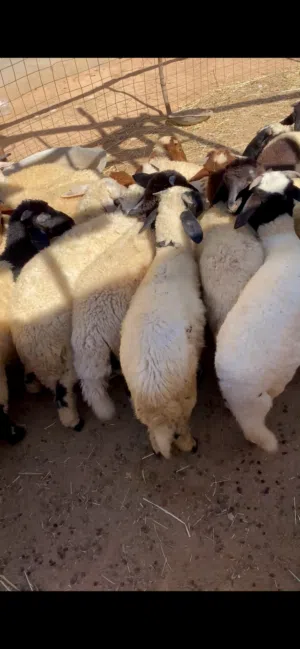 حوله للبيع عدد 38 .25 دكر و 13 انتي